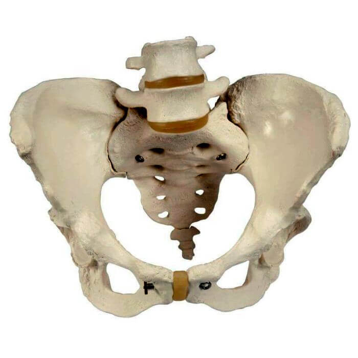 Becken-Skelett, weiblich, Bestellnummer 1000134, A61, 3B Scientific