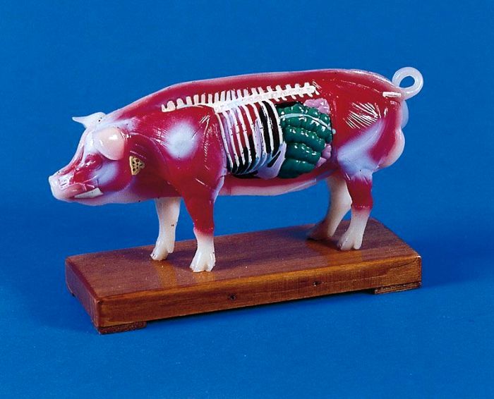 Akupunktur-Schwein, Bestellnummer 2054
