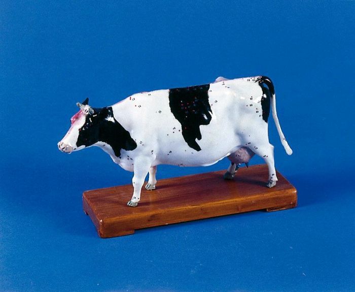 Akupunktur-Kuh, Bestellnummer 2056