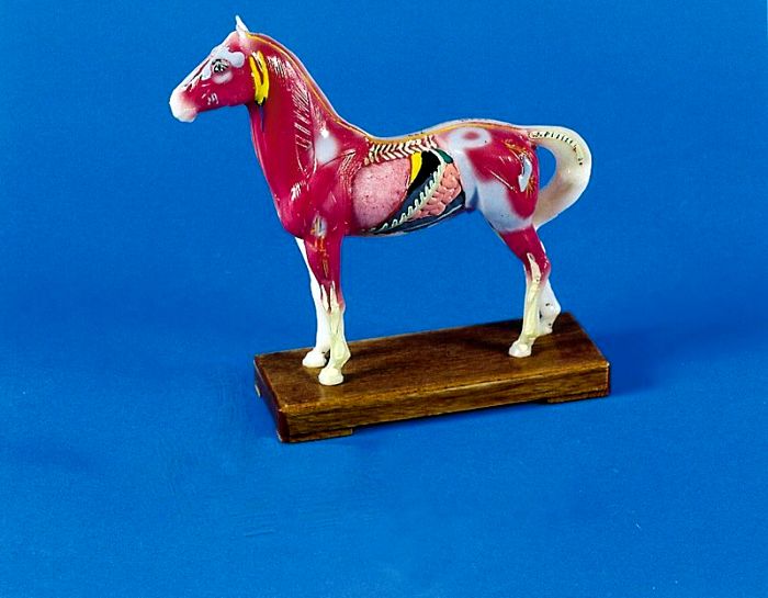 Akupunktur-Pferd, Bestellnummer 2058