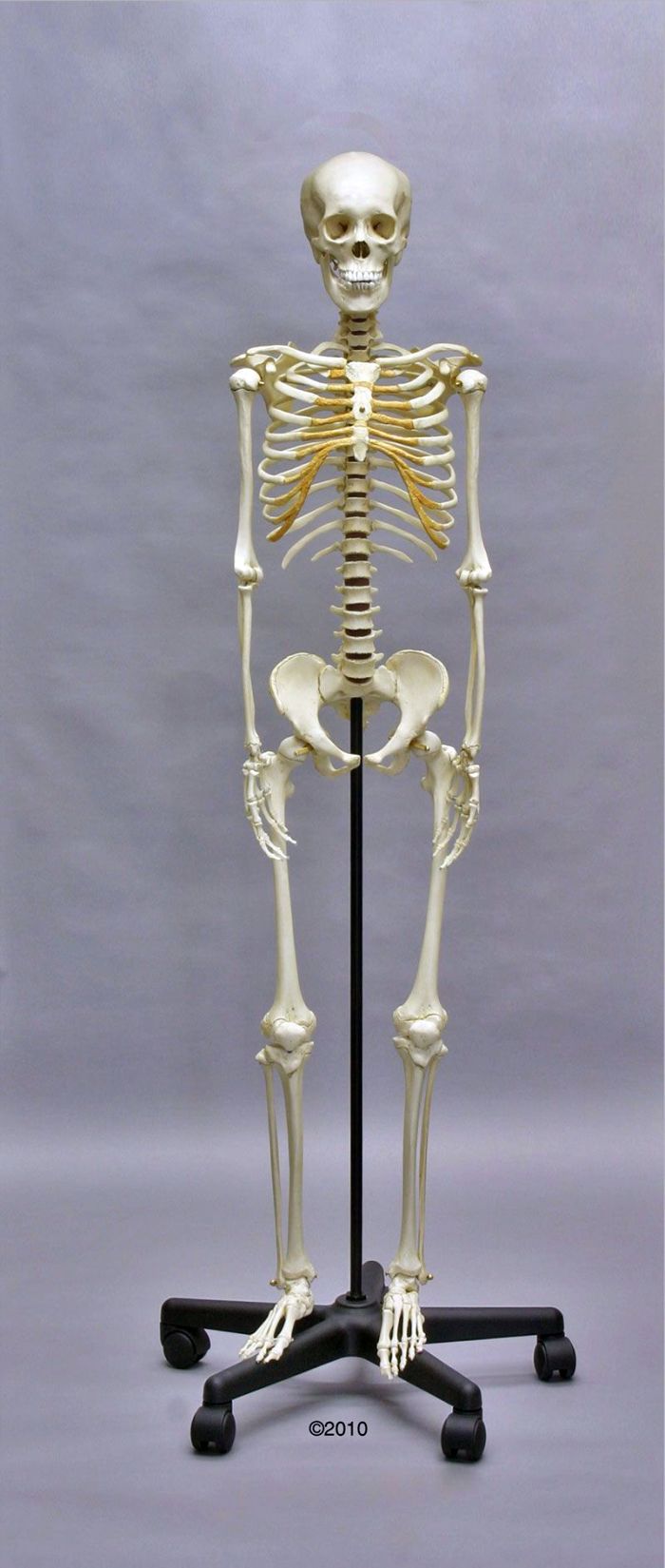 Heranwachsenden-Skelett, Bestellnummer 2700