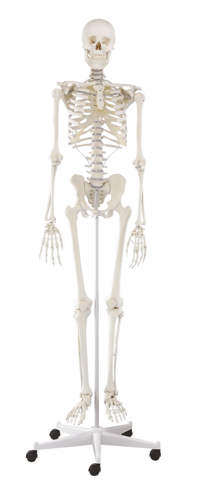 Skelett Willi, Bestellnummer 3001