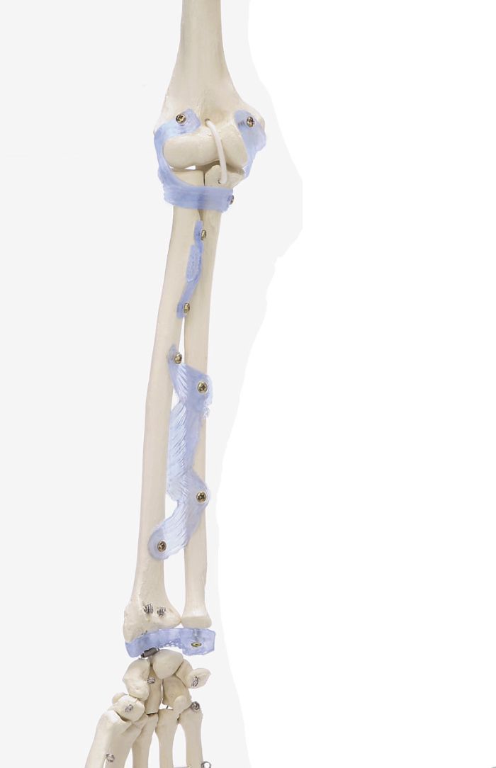 Skelett Otto mit Bandapparat, Bestellnummer 3004