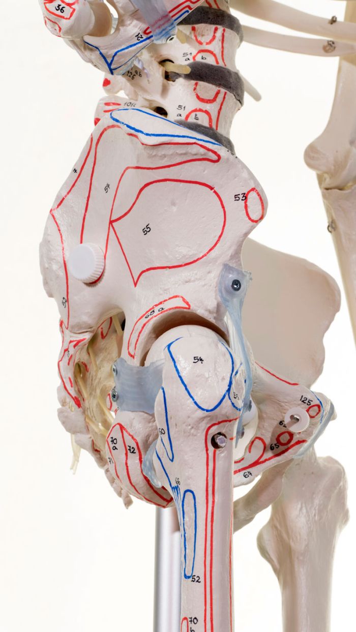 Skelett Bert mit Muskelmarkierungen und Bandapparat, Bestellnummer 3010