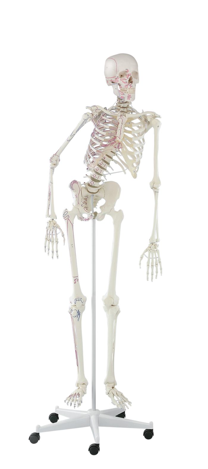 Skelett Peter, beweglich, mit Muskelmarkierungen, Bestellnummer 3015