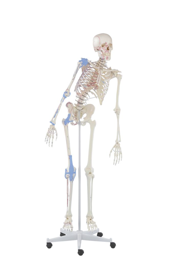 Skelett Max beweglich, mit Muskelmarkierungen und Bandapparat, Bestellnummer 3016