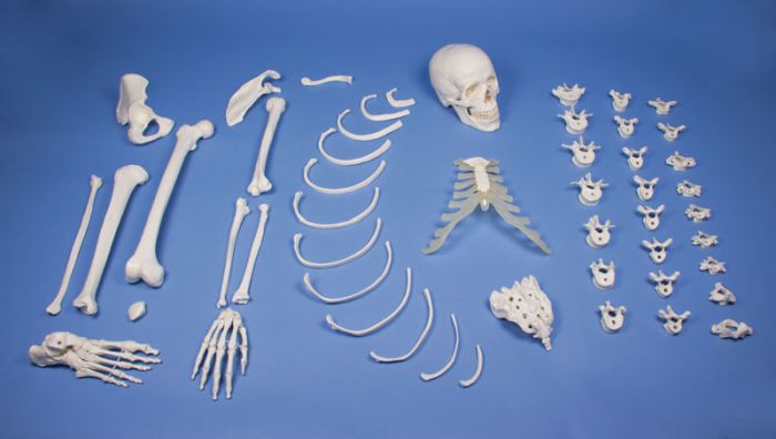 Halbskelett, unmontiert (Knochensammlung), Bestellnummer 3024