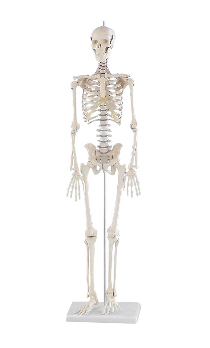 Miniatur-Skelett Patrick, Bestellnummer 3030