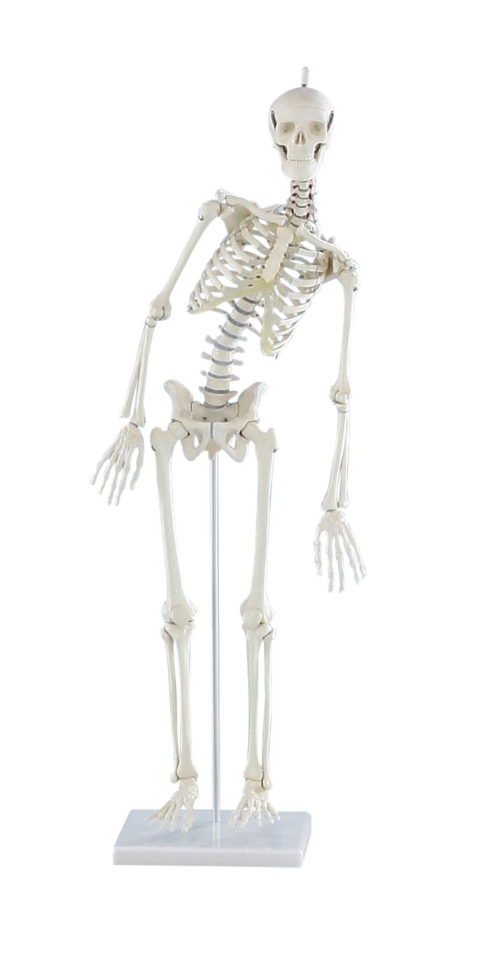 Miniatur-Skelett Paul mit beweglicher Wirbelsäule, Bestellnummer 3040