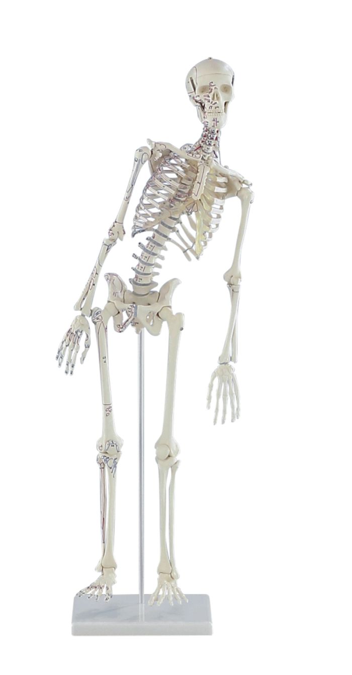 Miniatur-Skelett Fred beweglich, mit Muskelmarkierungen, Bestellnummer 3045