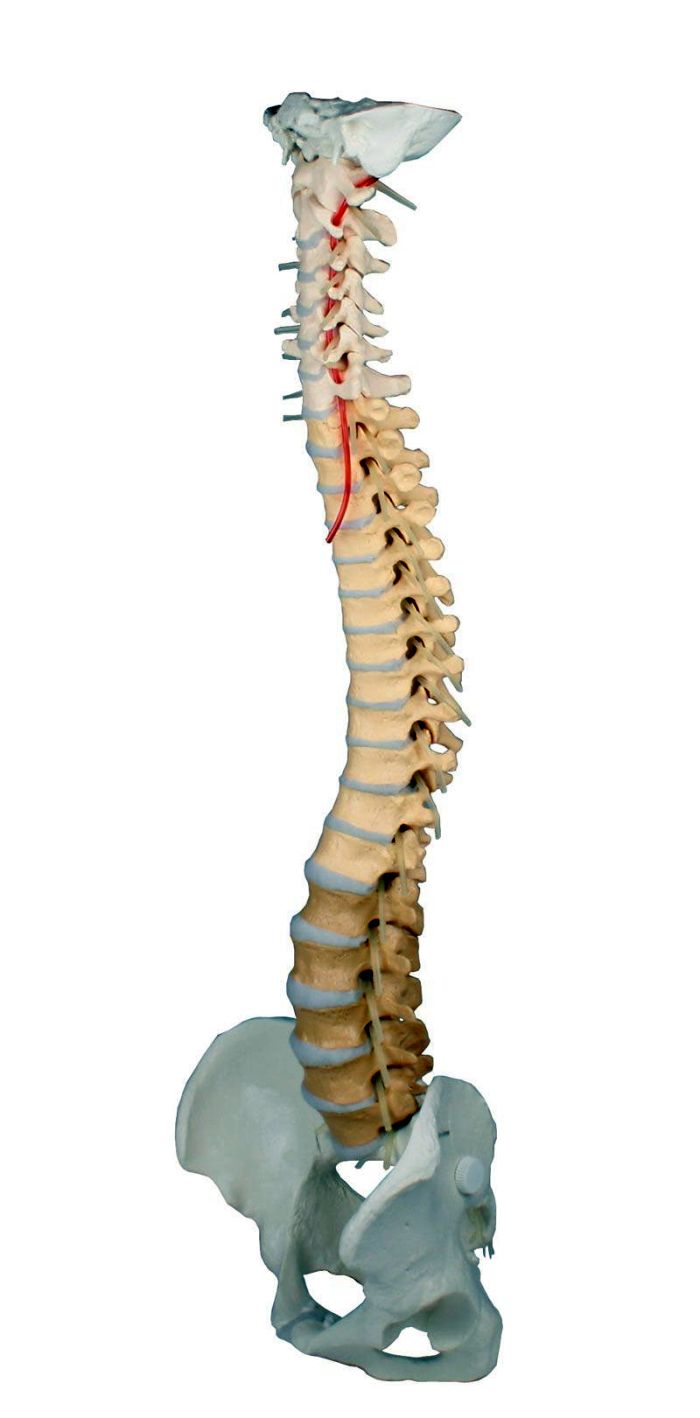 1  Human Cervical Wirbel Wirbelsäule Spinalnerven Anatomie Studie 1 