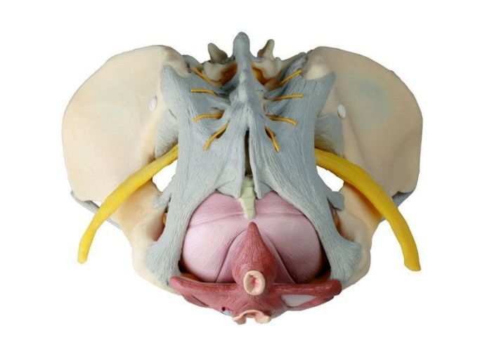 Weibliches Becken mit Bandapparat, Nerven und Beckenboden, Bestellnummer 4070B