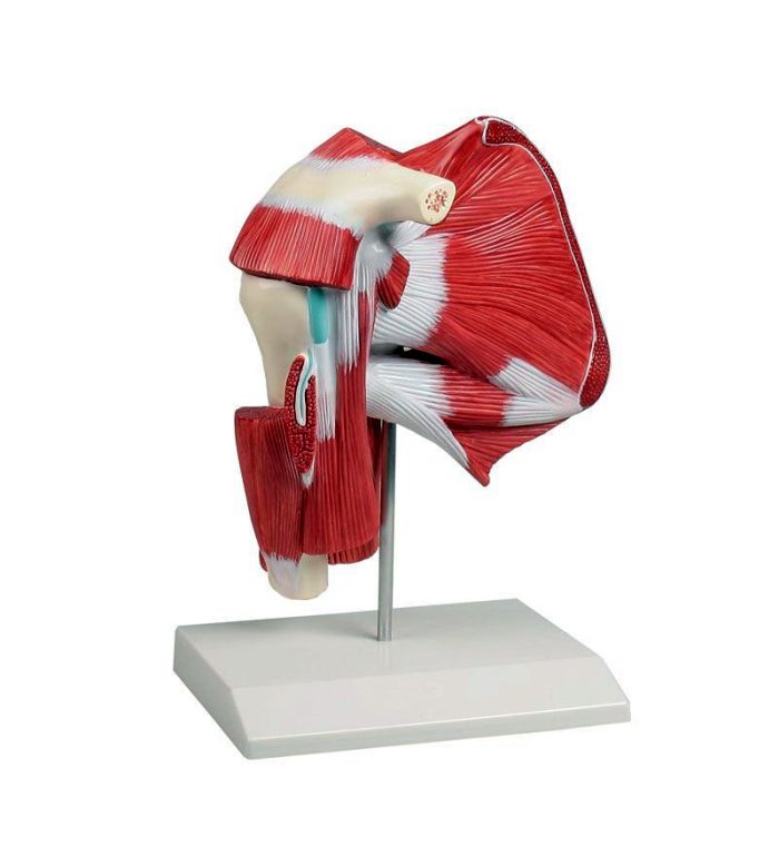 Modell der Schultermuskulatur mit tiefen Muskeln, Bestellnummer 4569