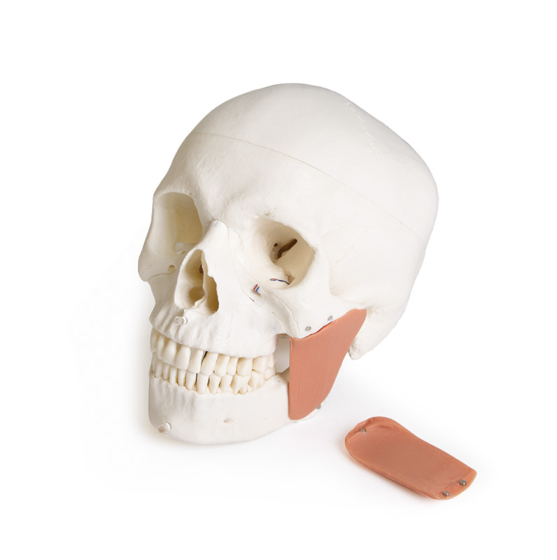Skull model for dentistry with TMD syndrome, 8 parts