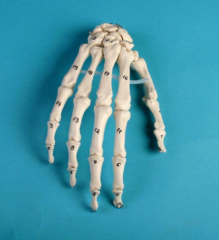 Handskelett mit Knochennummerierung, Bestellnummer 6002