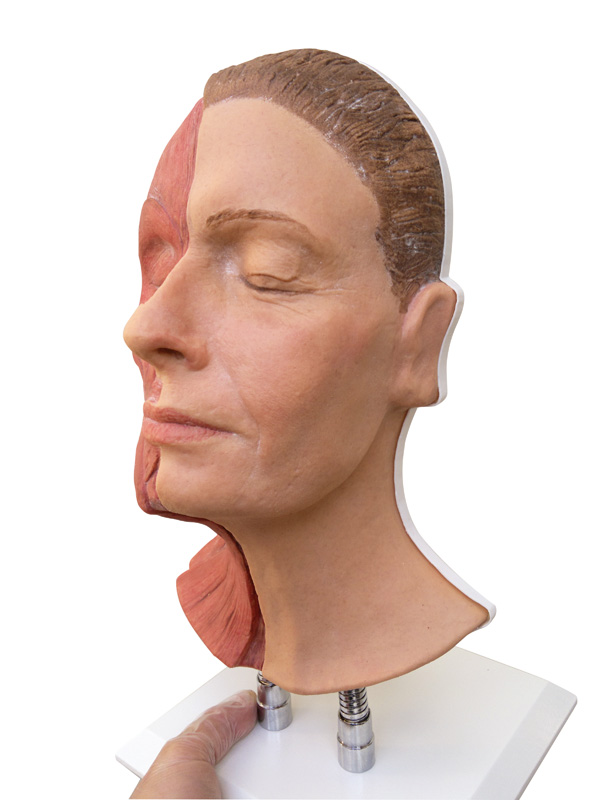 Kopf für Gesichtsinjektionen, halbseitig Muskulatur, Bestellnummer 8200