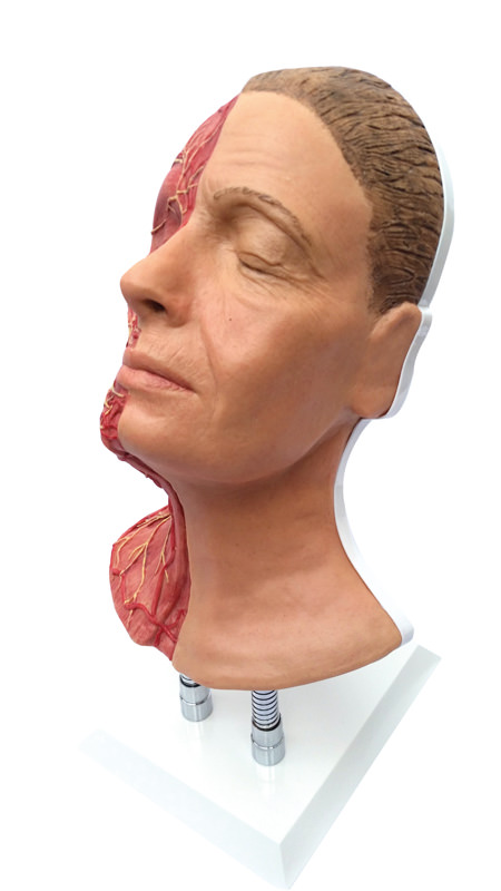 Kopf für Gesichtsinjektionen mit Muskeln, Arterien und Nerven, Bestellnummer 8210