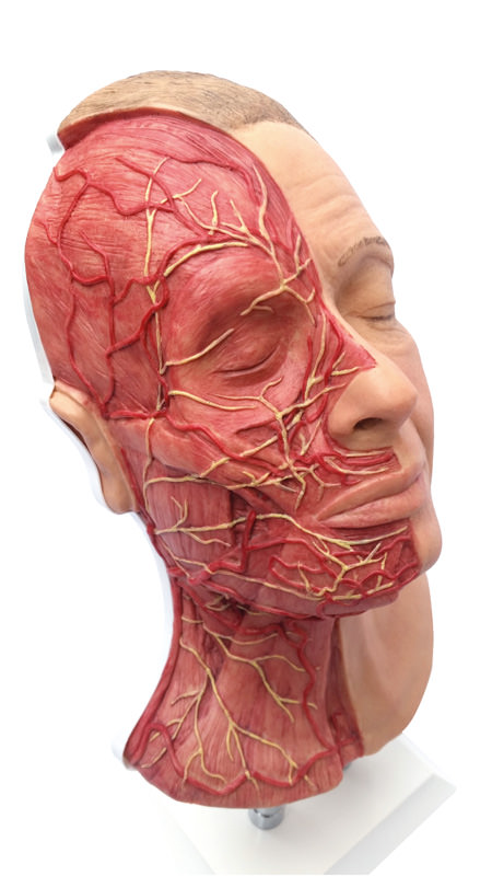 Kopf für Gesichtsinjektionen mit Muskeln, Arterien und Nerven, Bestellnummer 8210