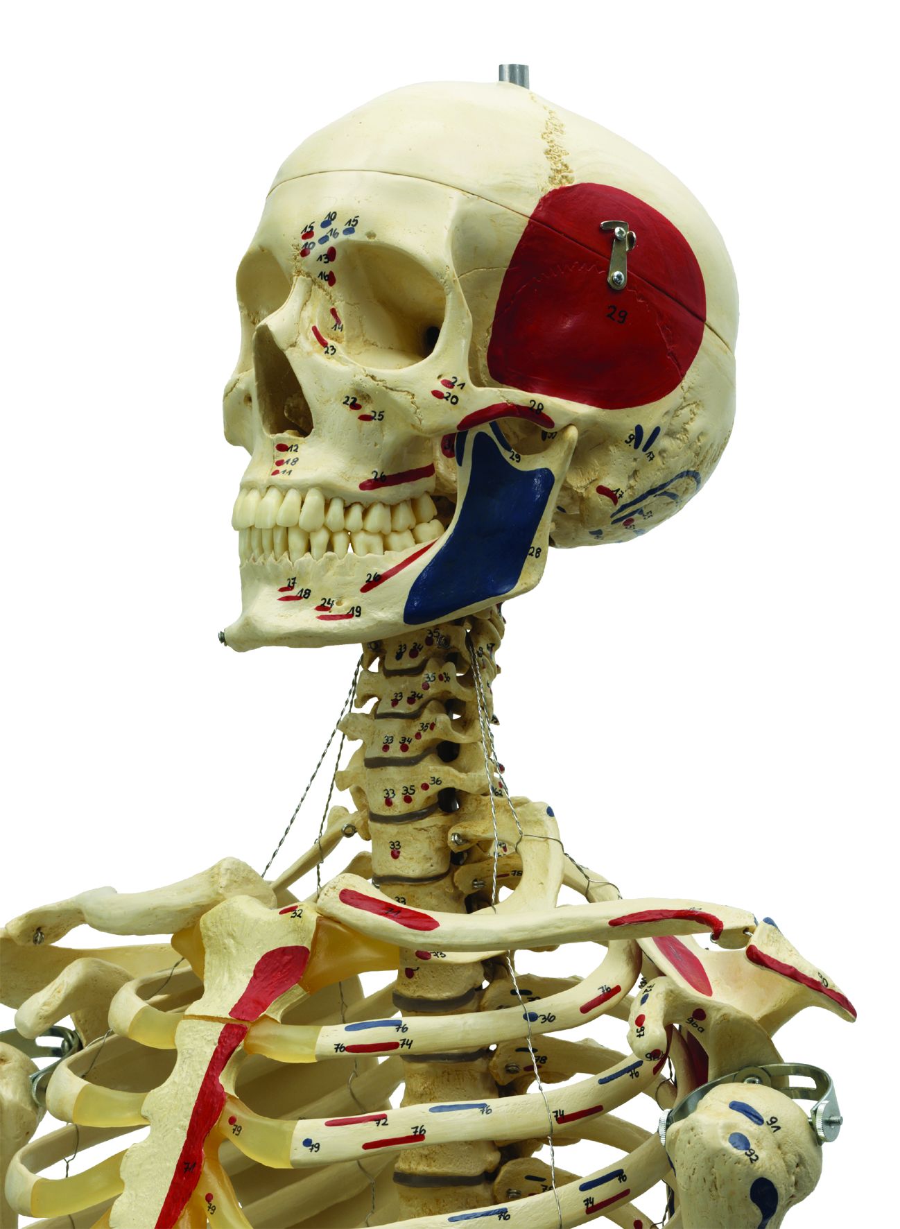 Human Skeleton with Muscles