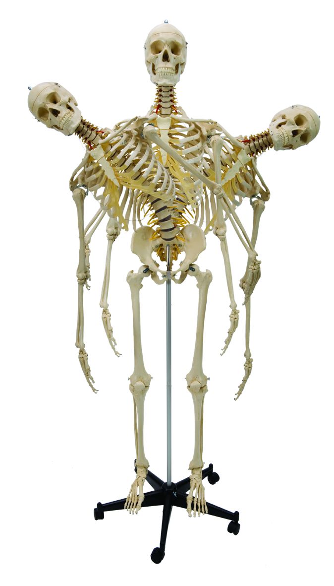 Homo-Skelett, flexibel, schwer, Bestellnummer A200.2