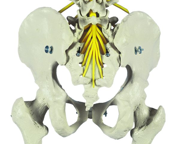 Homo-Skelett, flexibel, schwer, Bestellnummer A200.2