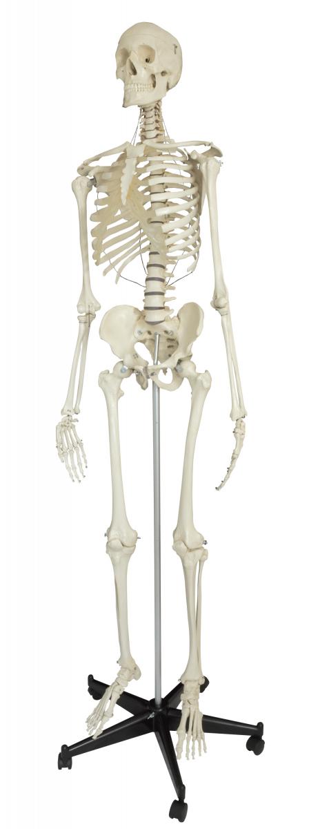 Homo-Skelett, Standard, hochwertige Ausführung, schwer, Bestellnummer A200