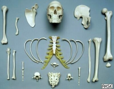 Sammlung typischer Knochen, schwer, Bestellnummer A202.3