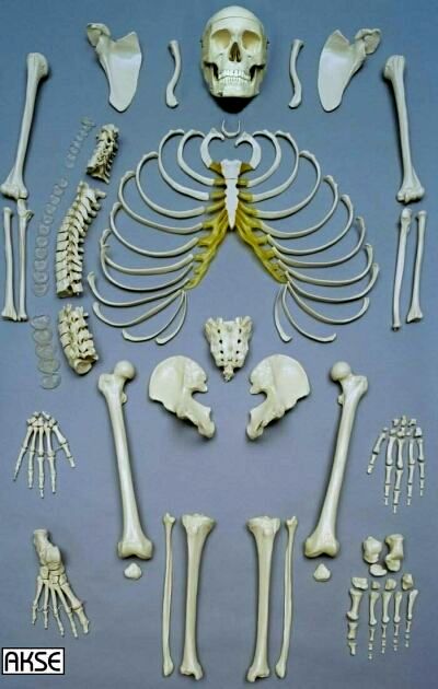 Homo-Skelett, unmontiert, entgratet, schwer, Bestellnummer A202