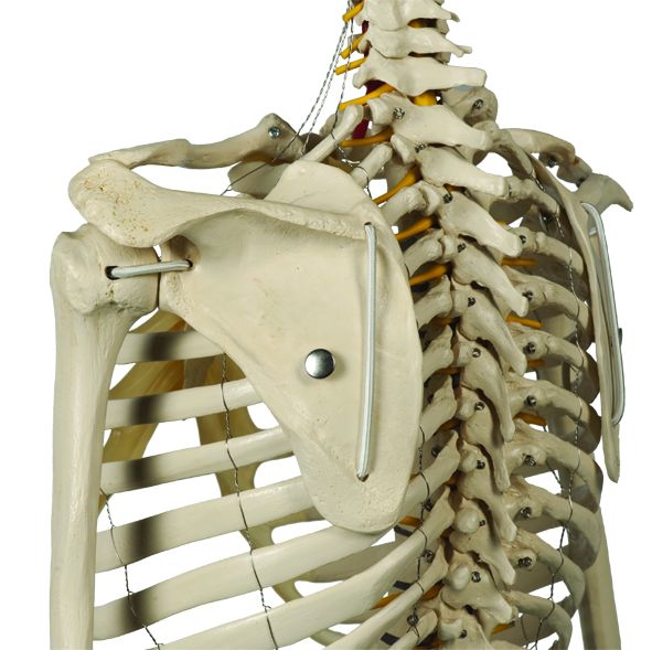 Physiologisches Skelett mit weichen Zwischenwirbeln, auf 5-Fuß-Rollenstativ, schwer, Bestellnummer A203