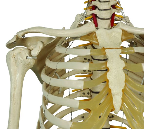 Physiologisches Skelett mit weichen Zwischenwirbeln, auf 5-Fuß-Rollenstativ, schwer, Bestellnummer A203