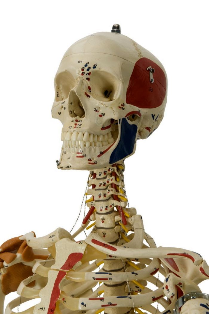 Super-Duper-Skelett, schwer, Bestellnummer A206.1