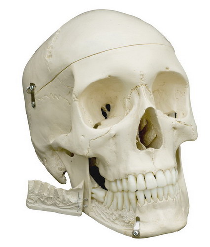 Homo-Schädel, mit Einzelzähnen, schwer, Bestellnummer 1003625, 4513, A220