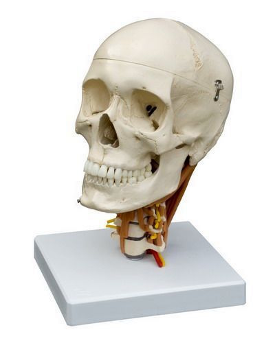 Schädel auf Halswirbelsäule mit Darstellung der Halsmuskulatur, schwer, Bestellnummer A264