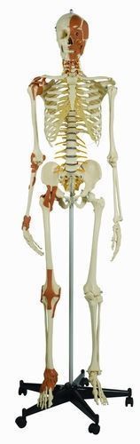 Skelett mit 6 Gelenkbändern und Gesichts- Hals - und Nackenmuskulatur, schwer, Bestellnummer A272.2