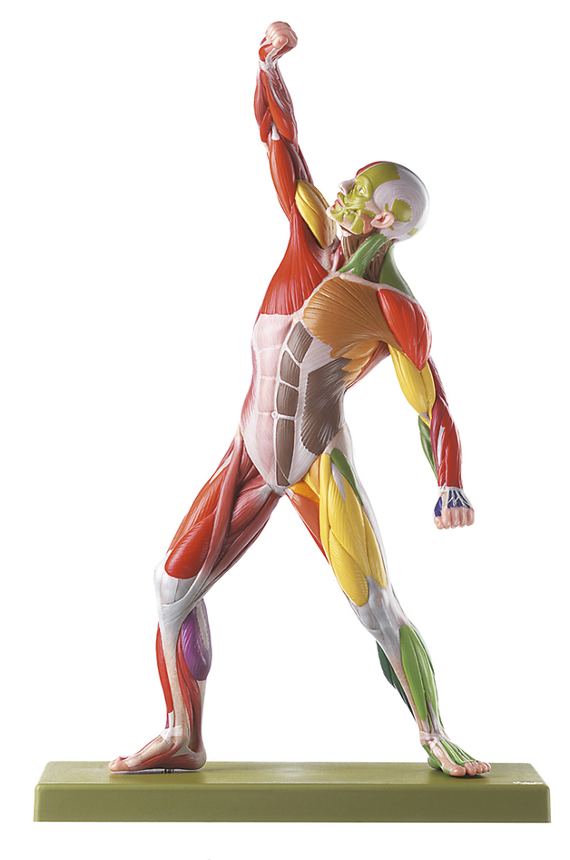 Männl. Muskelfigur mit Farbkodierung zur Zuordnung der Nerven und Muskeln, Bestellnummer AS 3 AP/NR