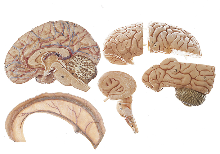 Menschlicher Kopf Hals & Haut Anatomie Nervenmodell für medizinische Studie 