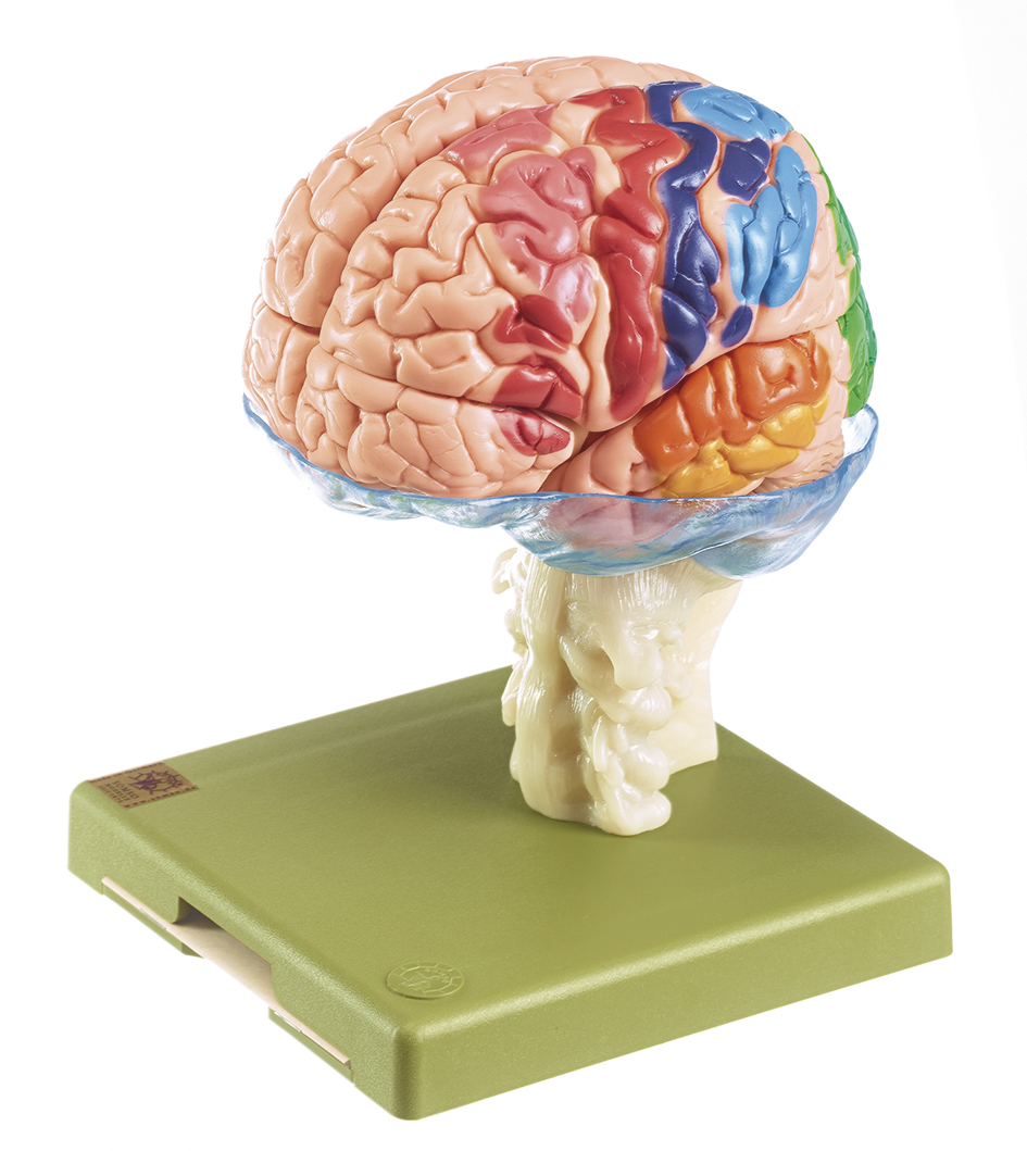 15-teiliges Gehirnmodell mit farbiger Markierung der Rindenfelder, Bestellnummer BS 25/1