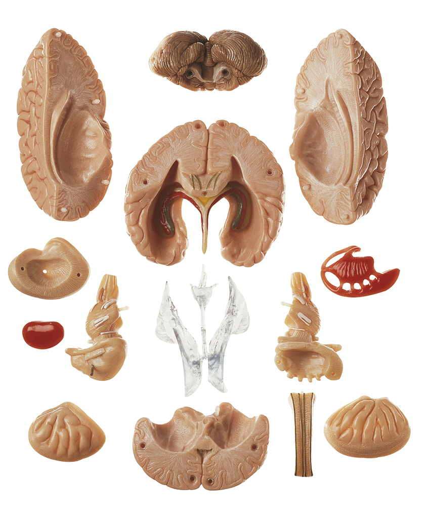 Model of Brain in 15 Parts