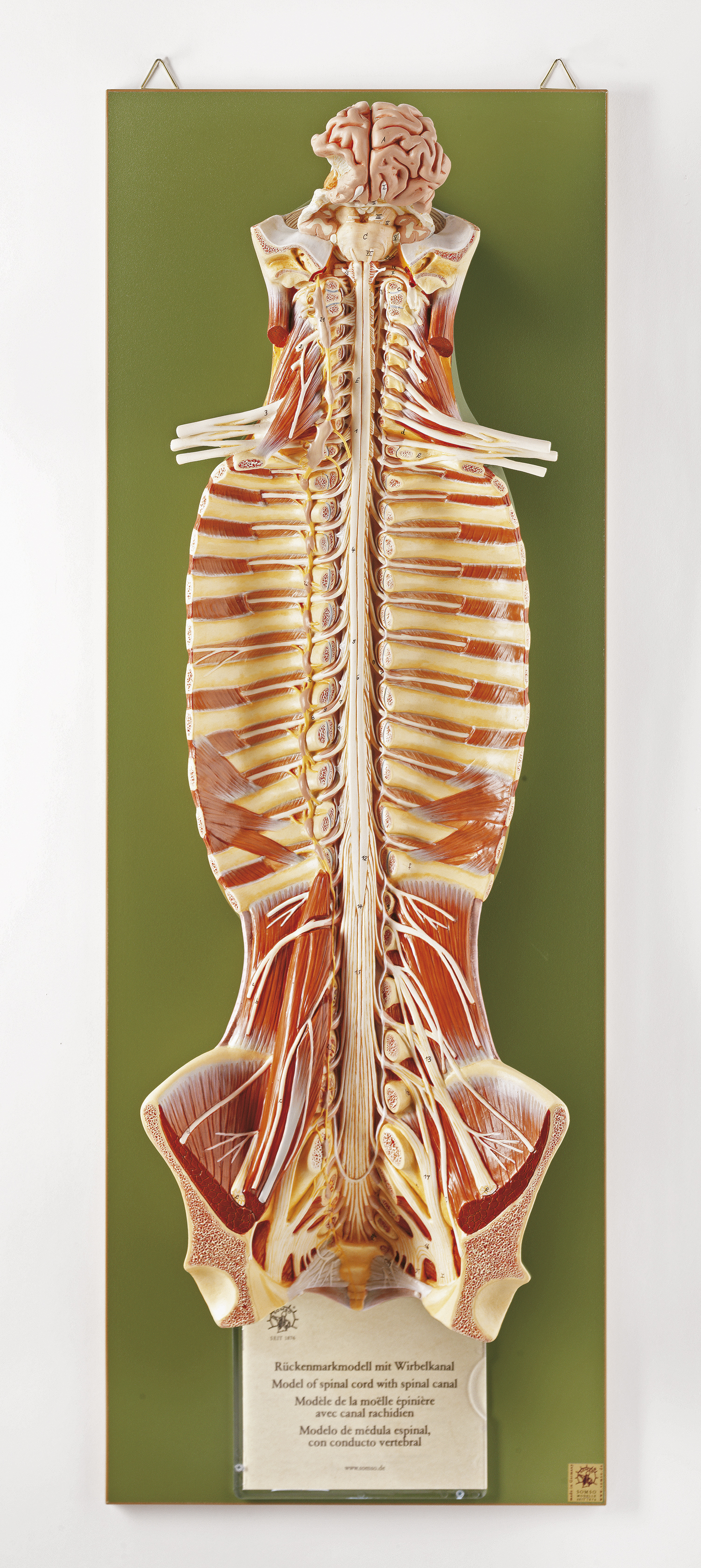 Rückenmark mit Wirbelkanal, Bestellnummer BS 31