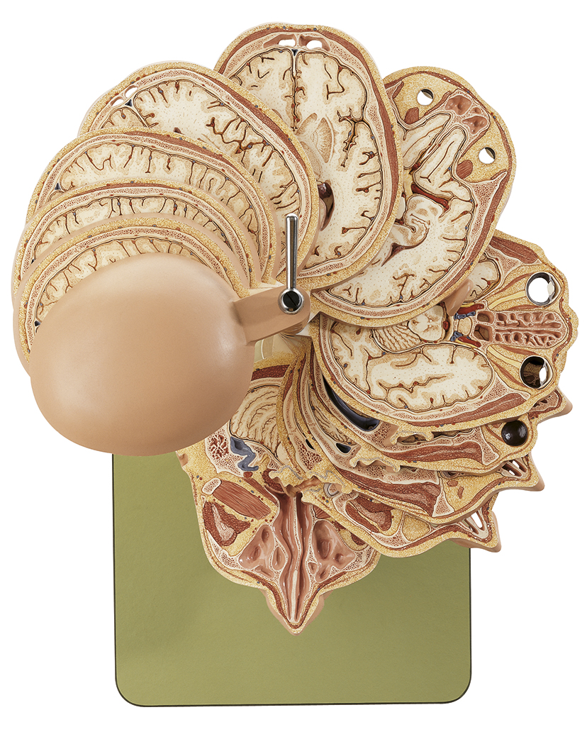Anatomical Sectional Model of the Head