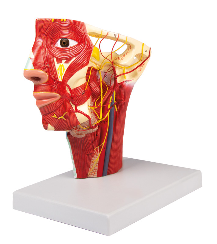 Arterien des Kopfes, Bestellnummer C130