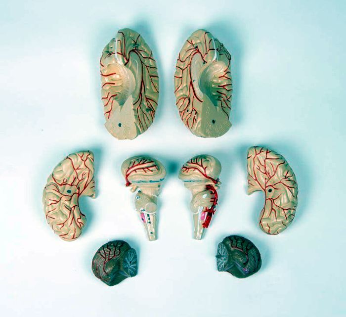Gehirnmodell, 9-teilig mit Arterien, Bestellnummer C220