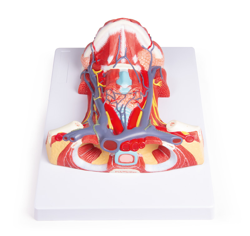 Hals-Anatomie, Bestellnummer C329