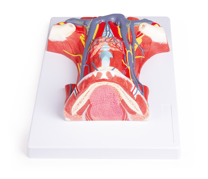 Hals-Anatomie, Bestellnummer C329