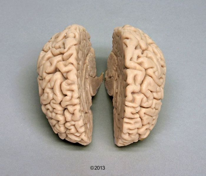 Menschliches Gehirn, Naturabguss, Bestellnummer C710