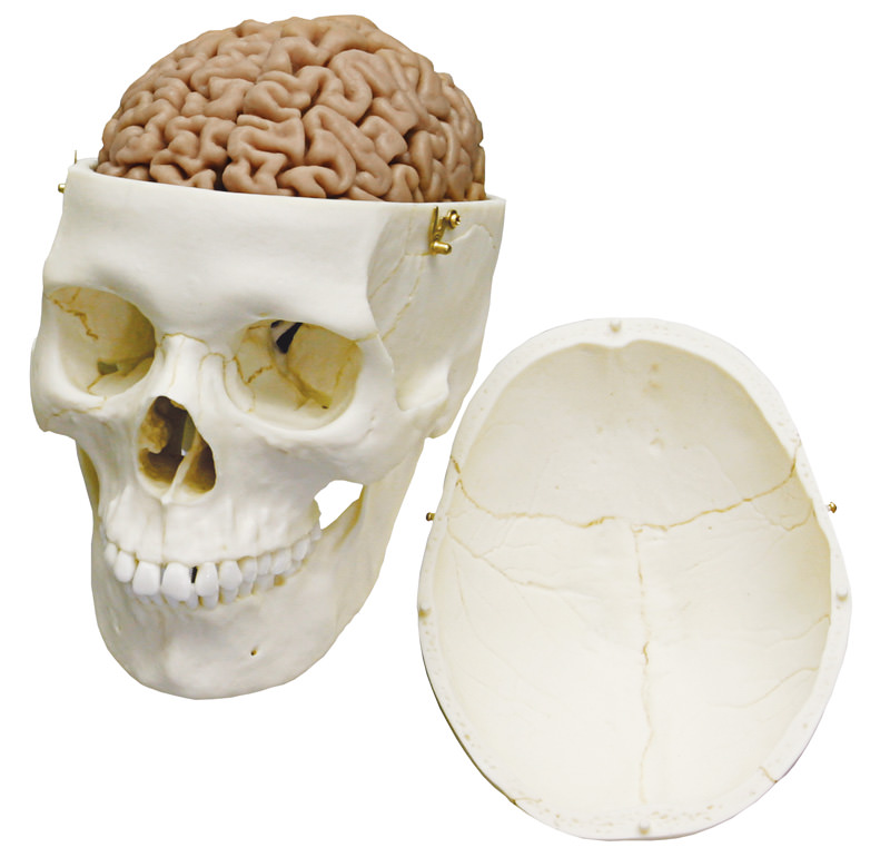 Menschliches Gehirn, Naturabguss, Bestellnummer C715