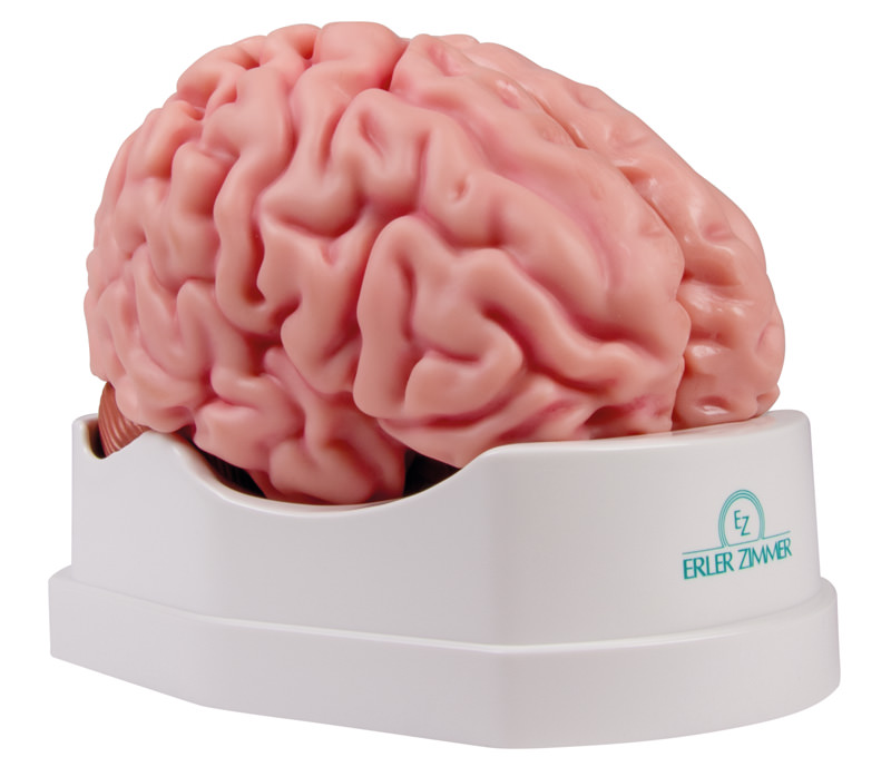 Anatomisches Gehirnmodell, lebensgroß, 5-teilig - EZ Augmented Anatomy, Bestellnummer C918