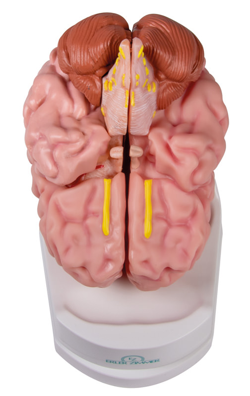 Anatomisches Gehirnmodell, lebensgroß, 5-teilig - EZ Augmented Anatomy, Bestellnummer C918