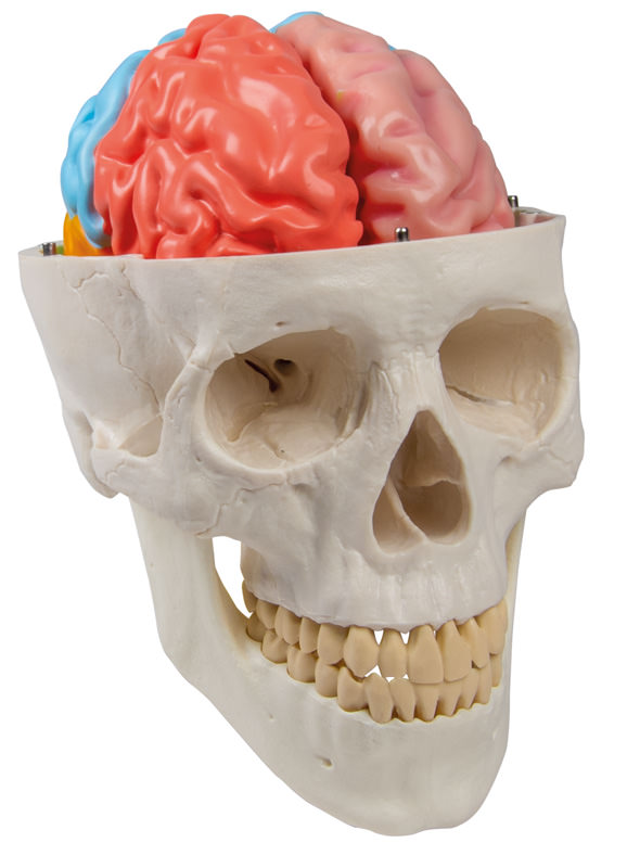 Gehirnmodell funktionell/regional, lebensgroß, 5-teilig - EZ Augmented Anatomy, Bestellnummer C922