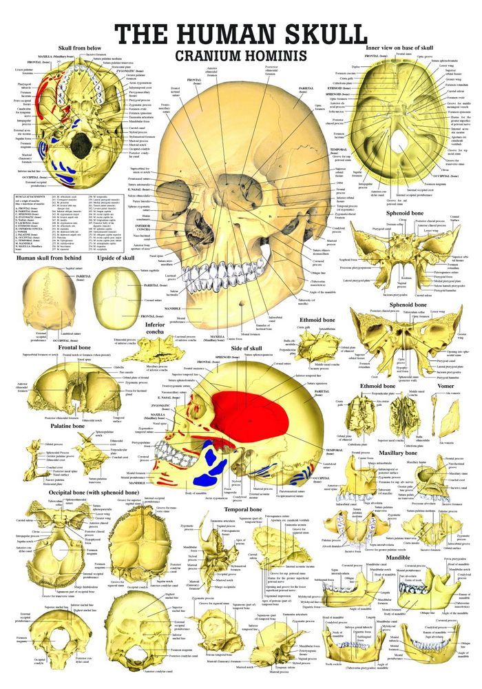 The Human Skull, 70x100 cm, Papier, Bestellnummer CH02